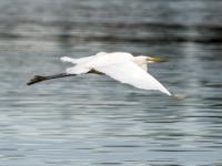 Silberreiher im Flug